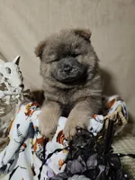 GORGEOUS SPECIAL, a male Chow Chow for sale in Floyd, VA – 1 of 9