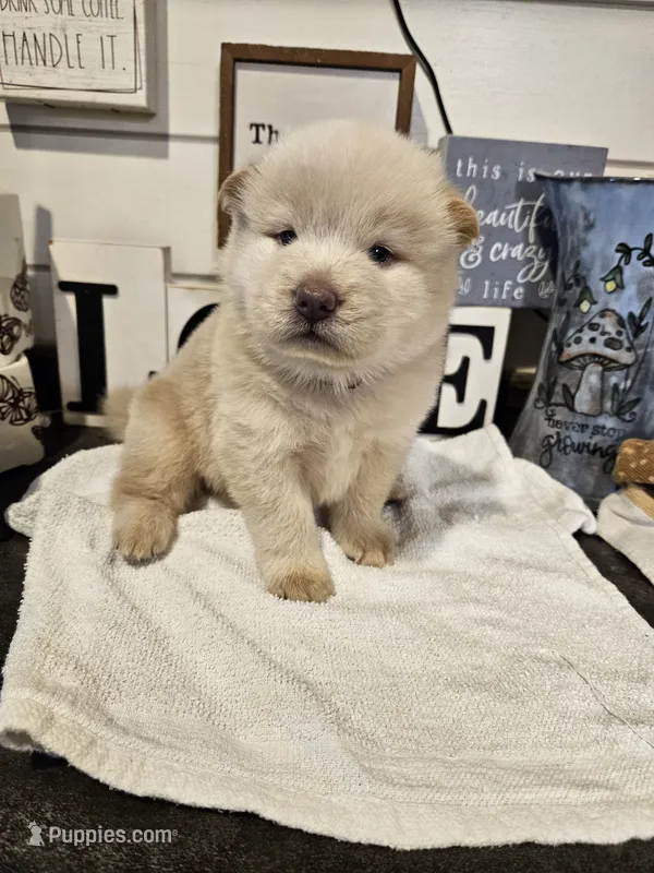 HOLD4DIANE – Chow Chow puppy for sale in Floyd, VA