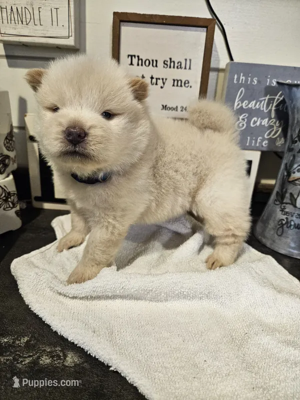 GORGEOUS CREAM BOY – Chow Chow puppy for sale in Floyd, VA