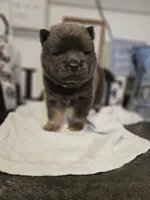 CINNAMON ROUGH BOY 2, a male Chow Chow for sale in Floyd, VA – 4 of 8