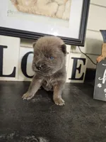 TINY CINNAMON ROUGH BOY, a male Chow Chow for sale in Floyd, VA – 7 of 8
