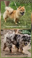 Hold4Ryan, a male Chow Chow for sale in Floyd, VA – 7 of 7