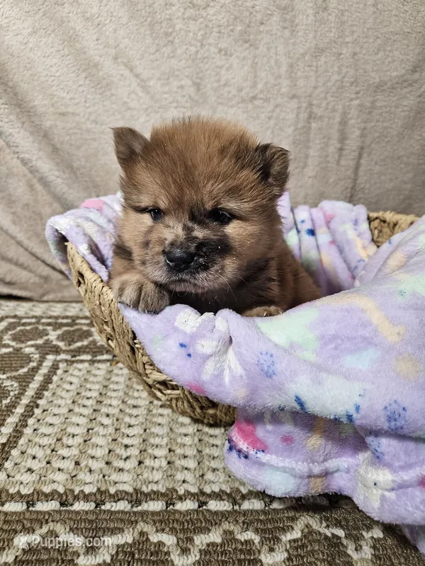 Hold4Dalton – Chow Chow puppy for sale in Floyd, VA