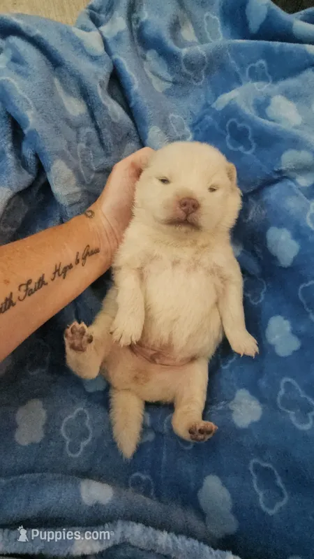 GORGEOUS CREAM BOY – Chow Chow puppy for sale in Floyd, VA
