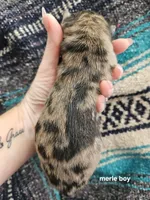 Merle Female, a female Chow Chow for sale in Floyd, VA – 1 of 1