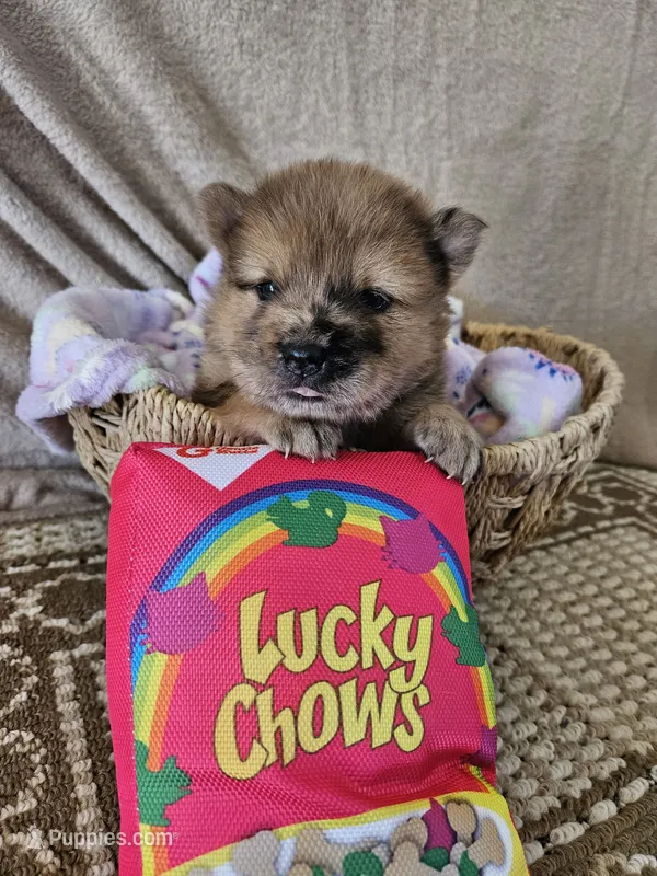 MERLE CHOW GIRL – Chow Chow puppy for sale in Floyd, VA