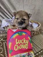 Hold4Dalton, a female Chow Chow for sale in Floyd, VA – 1 of 6