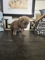 TINY CINNAMON ROUGH BOY, a male Chow Chow for sale in Floyd, VA – 8 of 8