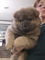 CINNAMON ROUGH BOY 5087, a male Chow Chow for sale in Riner, VA – 1 of 2