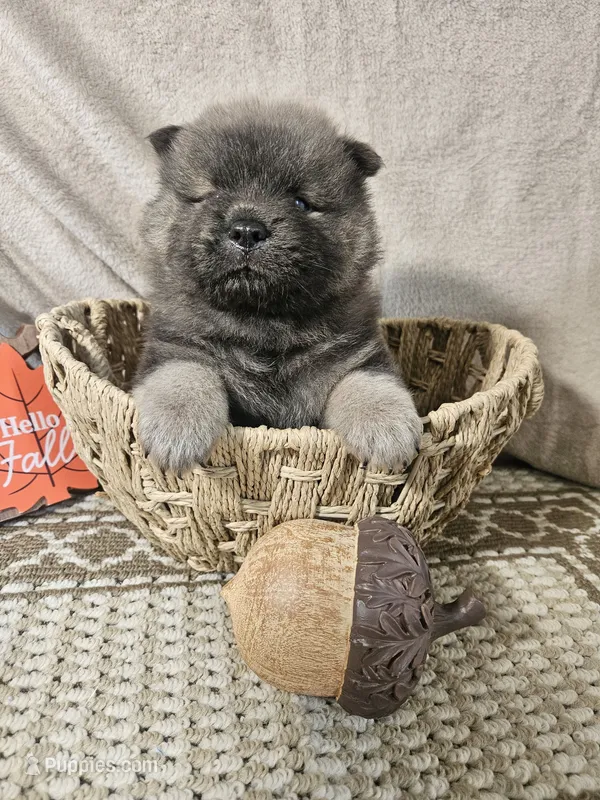 CINNAMON ROUGH BOY 4 – Chow Chow puppy for sale in Floyd, VA