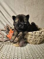 Red and Tan Female, a female Chow Chow for sale in Floyd, VA – 2 of 7