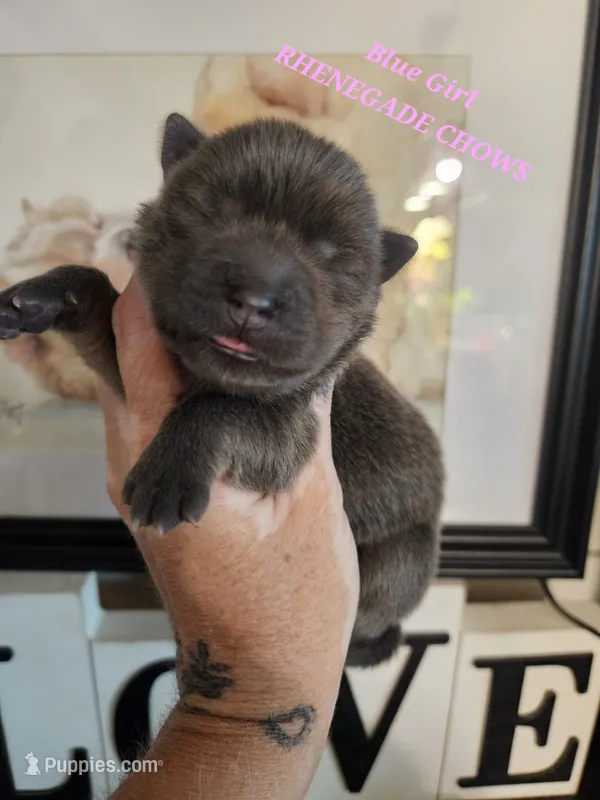 BLUE and TAN GIRL 1 – Chow Chow puppy for sale in Floyd, VA