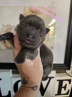 BLUE and TAN GIRL 1, a female Chow Chow for sale in Floyd, VA – 1 of 3