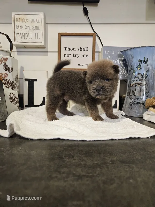 TINY CINNAMON ROUGH BOY – Chow Chow puppy for sale in Floyd, VA