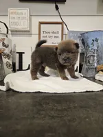TINY CINNAMON ROUGH BOY, a male Chow Chow for sale in Floyd, VA – 2 of 8