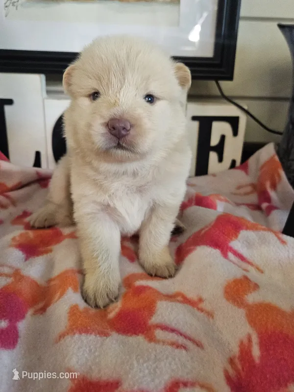 HOLD4DIANE – Chow Chow puppy for sale in Floyd, VA