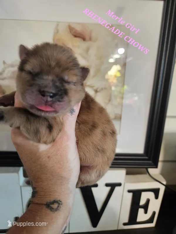 MERLE CHOW GIRL – Chow Chow puppy for sale in Floyd, VA