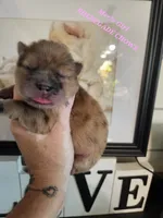 MERLE CHOW GIRL, a female Chow Chow for sale in Floyd, VA – 1 of 3