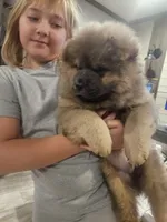 CINNAMON ROUGH BOY 5087, a male Chow Chow for sale in Riner, VA – 2 of 2