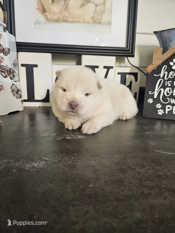 GORGEOUS CREAM BOY – Chow Chow puppy for sale in Floyd, VA