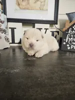 Hold4Ronnie, a male Chow Chow for sale in Floyd, VA – 2 of 6