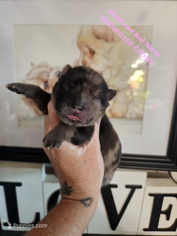 SPLIT FACE MERLE GIRL – Chow Chow puppy for sale in Floyd, VA
