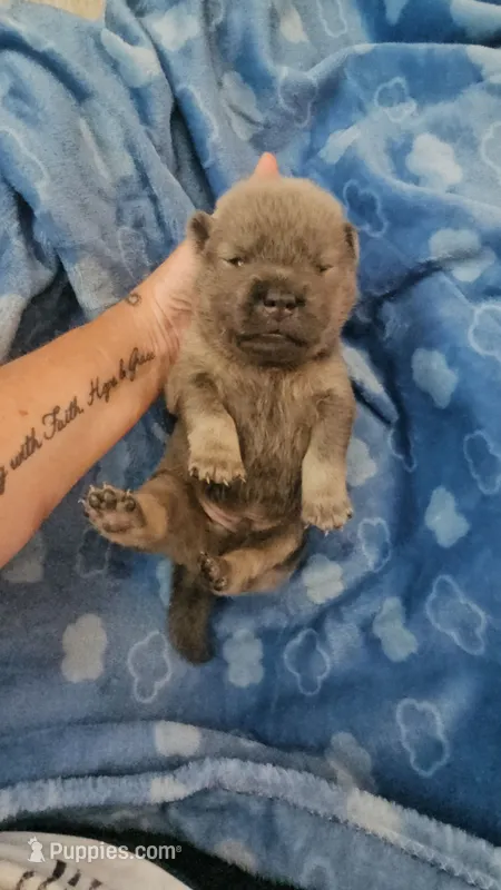 CINNAMON ROUGH BOY 2 – Chow Chow puppy for sale in Floyd, VA