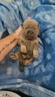 CINNAMON ROUGH BOY 2, a male Chow Chow for sale in Floyd, VA – 6 of 8