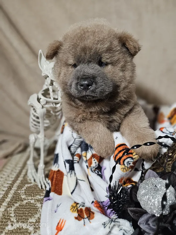 CINNAMON ROUGH BOY 2 – Chow Chow puppy for sale in Floyd, VA
