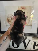 SPLIT FACE MERLE GIRL, a female Chow Chow for sale in Floyd, VA – 3 of 3