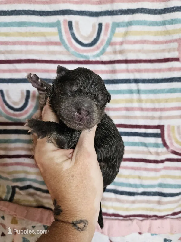 CINNAMON ROUGH BOY 3 – Chow Chow puppy for sale in Floyd, VA