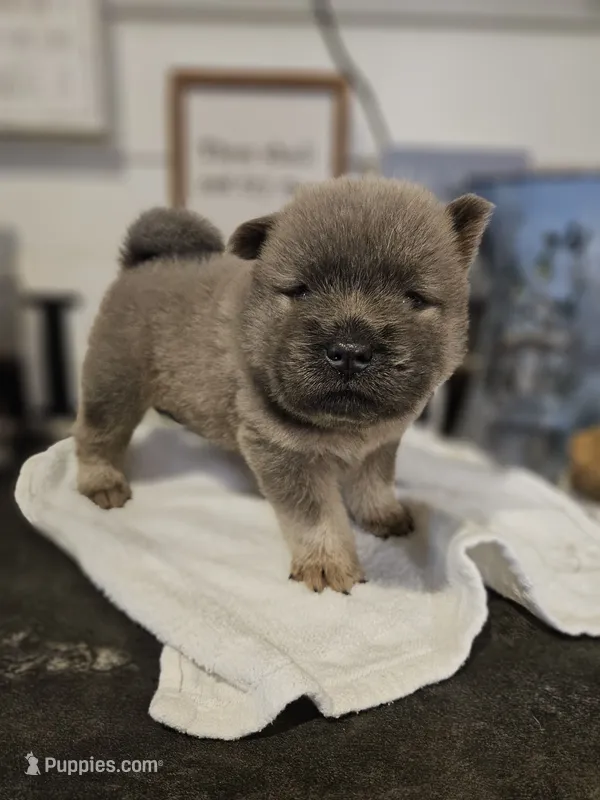 CINNAMON ROUGH BOY 4 – Chow Chow puppy for sale in Floyd, VA