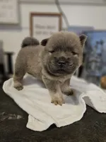 CINNAMON ROUGH BOY 4, a male Chow Chow for sale in Floyd, VA – 3 of 7