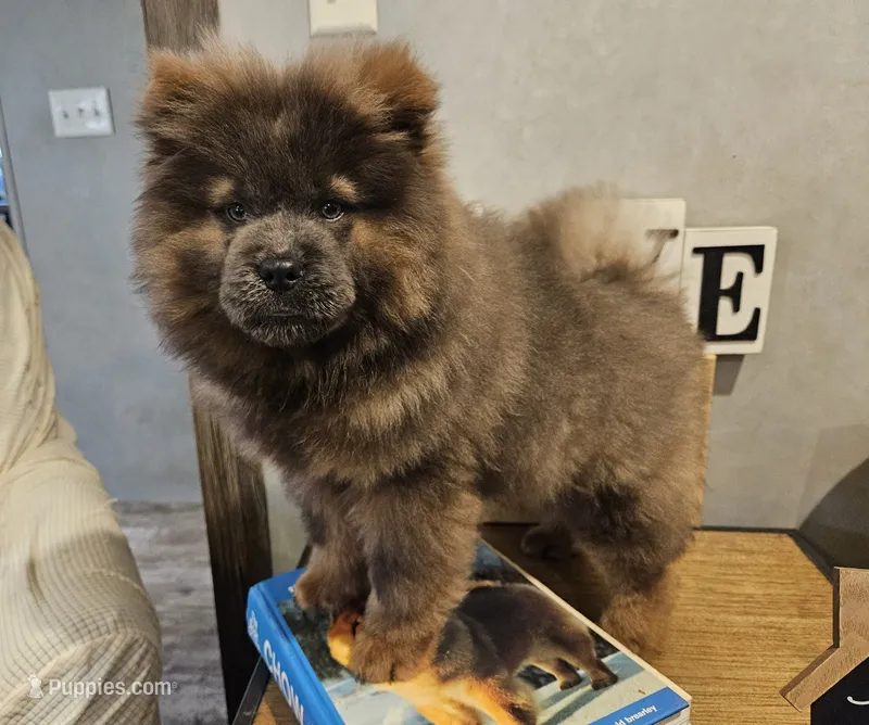 GORGEOUS CINNAMON(VIOLET)