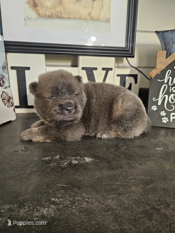 CINNAMON ROUGH BOY 3 – Chow Chow puppy for sale in Floyd, VA