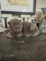 CINNAMON ROUGH BOY 3, a male Chow Chow for sale in Floyd, VA – 3 of 7