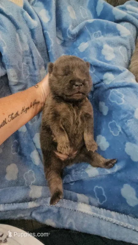 CINNAMON ROUGH BOY 4 – Chow Chow puppy for sale in Floyd, VA