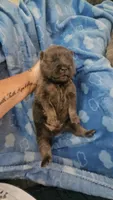 CINNAMON ROUGH BOY 4, a male Chow Chow for sale in Floyd, VA – 5 of 7