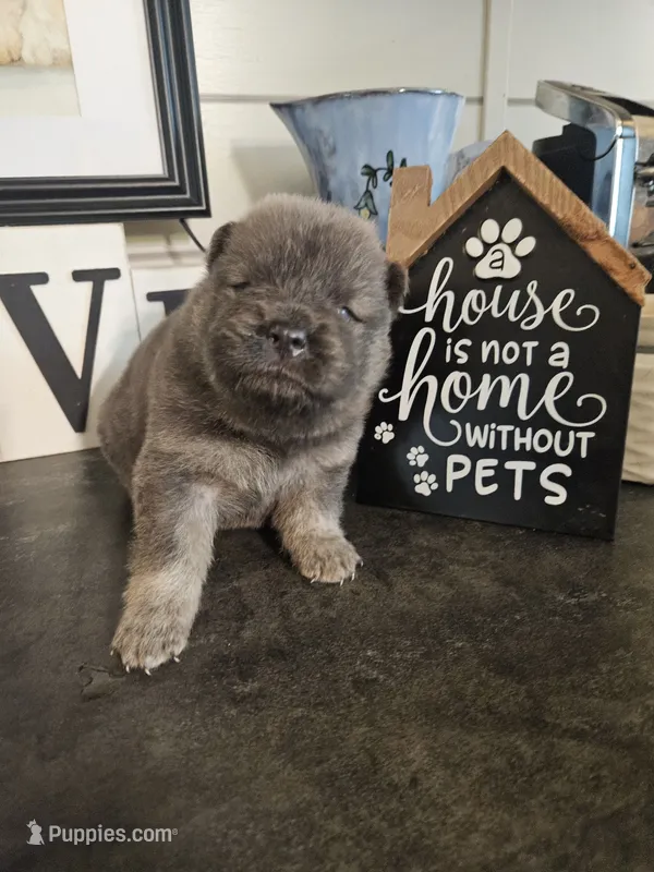 CINNAMON ROUGH BOY 4 – Chow Chow puppy for sale in Floyd, VA