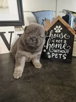 CINNAMON ROUGH BOY 4, a male Chow Chow for sale in Floyd, VA – 4 of 7