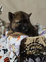 Hold4Deshaun, a male Chow Chow for sale in Riner, VA – 2 of 5