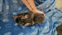 CINNAMON ROUGH BOY 3, a male Chow Chow for sale in Floyd, VA – 7 of 7