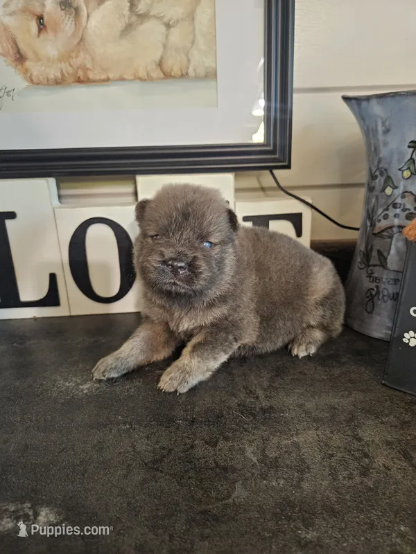 CINNAMON ROUGH BOY 2 – Chow Chow puppy for sale in Floyd, VA