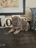 CINNAMON ROUGH BOY 2, a male Chow Chow for sale in Floyd, VA – 5 of 8