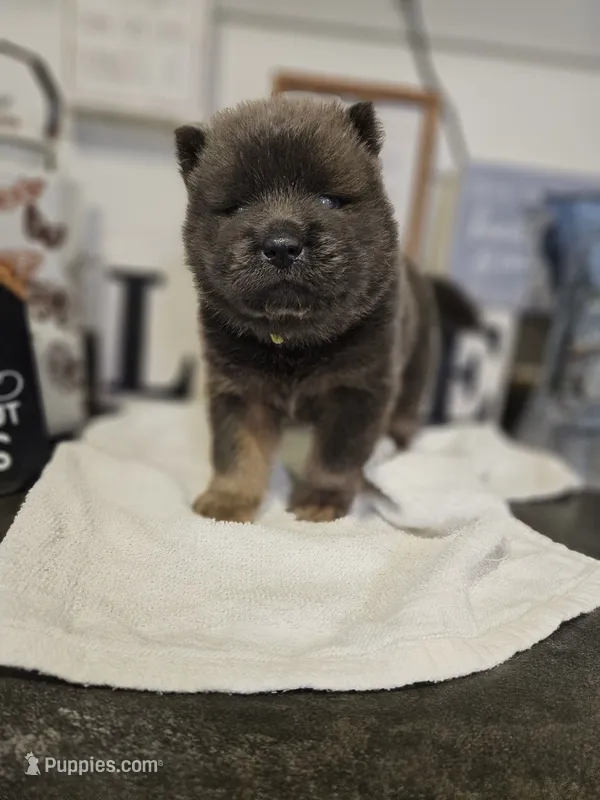 CINNAMON ROUGH BOY 2 – Chow Chow puppy for sale in Floyd, VA