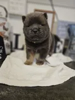 CINNAMON ROUGH BOY 2, a male Chow Chow for sale in Floyd, VA – 2 of 8