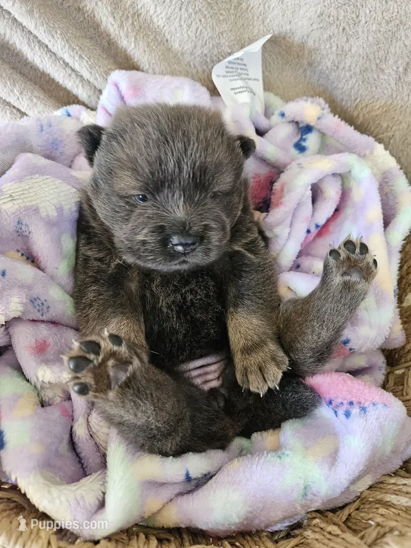 BLUE and TAN GIRL 1 – Chow Chow puppy for sale in Floyd, VA