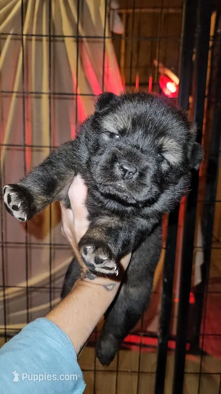 Red Male Rough coat Sansa x Sonic – Chow Chow puppy for sale in Floyd, VA