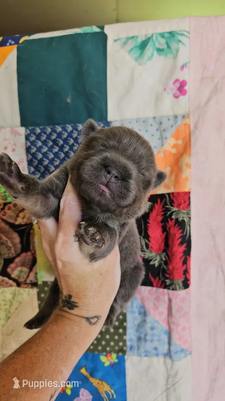 CINNAMON ROUGH BOY 3 – Chow Chow puppy for sale in Floyd, VA