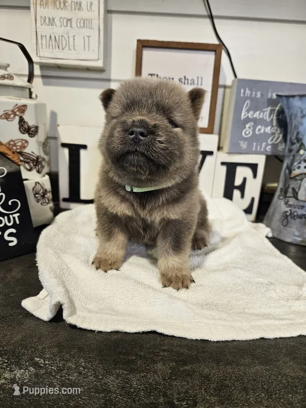 CINNAMON ROUGH BOY – Chow Chow puppy for sale in Floyd, VA